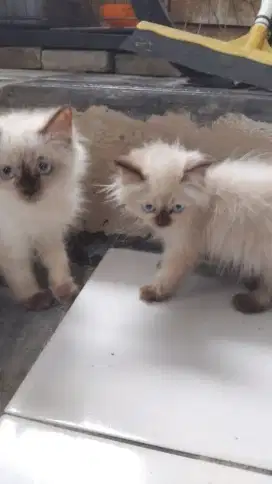 Kucing himalaya