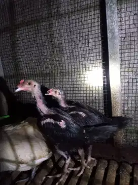 Sepasang anakan ayam bangkok