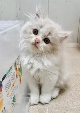 Kucing kitten persia long hair kemoceng betina