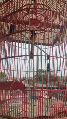 Murai Borongan Jual Rugi