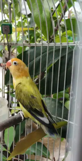 Lovebird love bird Bio Pb Ewing