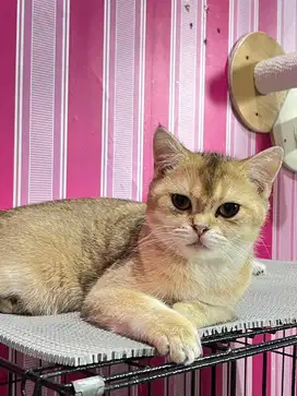 BSH Golden Jantan