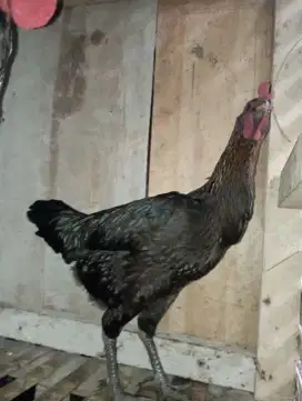 Ayam pelung Betina dara siap ternak