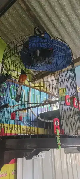 Murai Rawatan istimewa