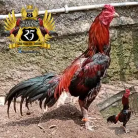 Indukan/Biang ayam Birma, bangkok, plakcer, koytrad, bk F1