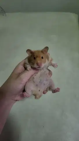 HAMSTER SYRIAN MURAH