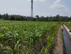 Dijual Sawah Produktif