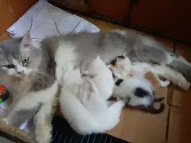 Jual kitten Persia bigbon bulu kapas open booked