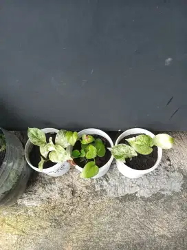 Sirih Gading /Marble Queen