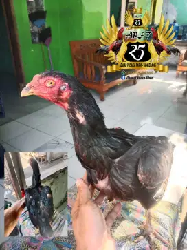 Ayam bangkok cukup indukan