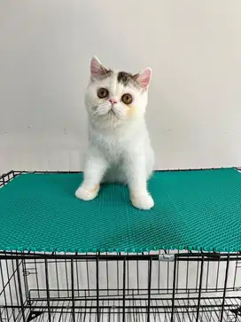 KUCING PERSIA/EXO PEAKNOSE