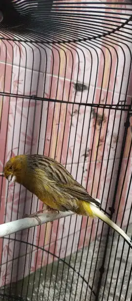 Di jual burung kenari F1 ys