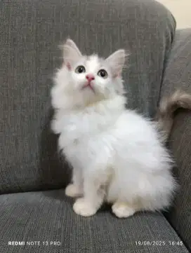 Kitten Persia Mix Himalaya