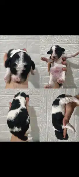 Anjing Ras Poodle