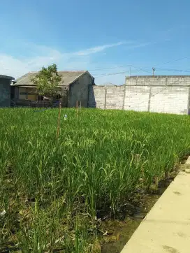 Dijual tanah tanah kavling area babelan