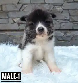 Anak anjing American Akita puppy