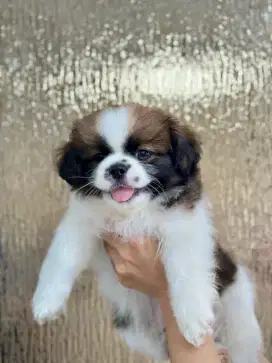Anak anjing tsih tzu non stb