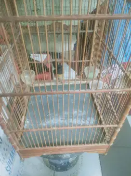 Murai betinanya siap untuk ternak mulus harga bisa nego santai bos ku.