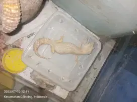Gecko sepasang indukan