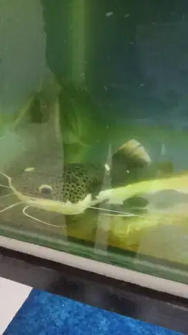RTC IKAN PREDATOR LELE