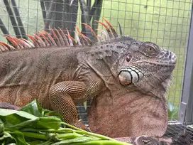 IGUANA  Red 1 meter up