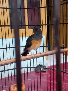 Burung Murai Betina