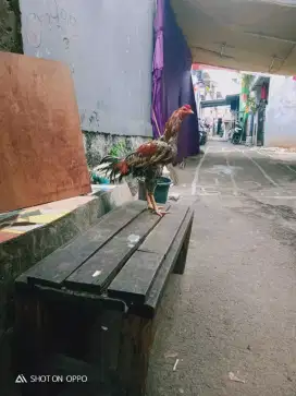 Dijual ayam bangkok dewasa masih muda