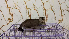 scottish fold betina gemoy