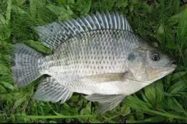Ikan Nila Segar