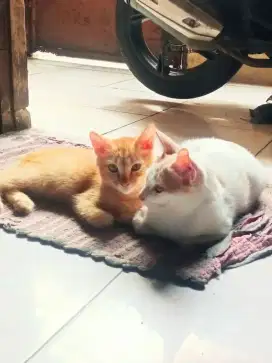 Anakan mixdome 4 bulan