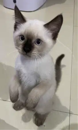 Kucing kitten himalaya sealpoint x BSH shorthair Female