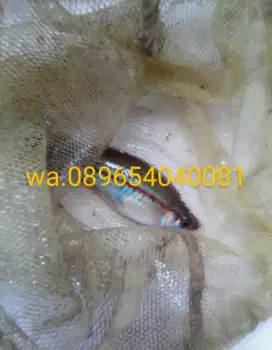 ikan curus hias