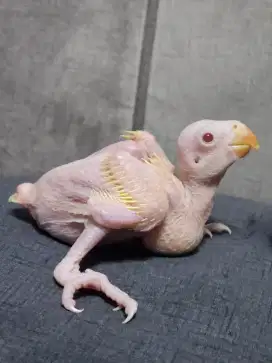 IRN Indian Ringneck Lutino Baby