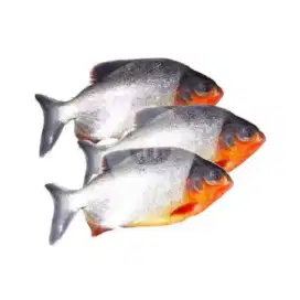 Fresh Ikan Bawal