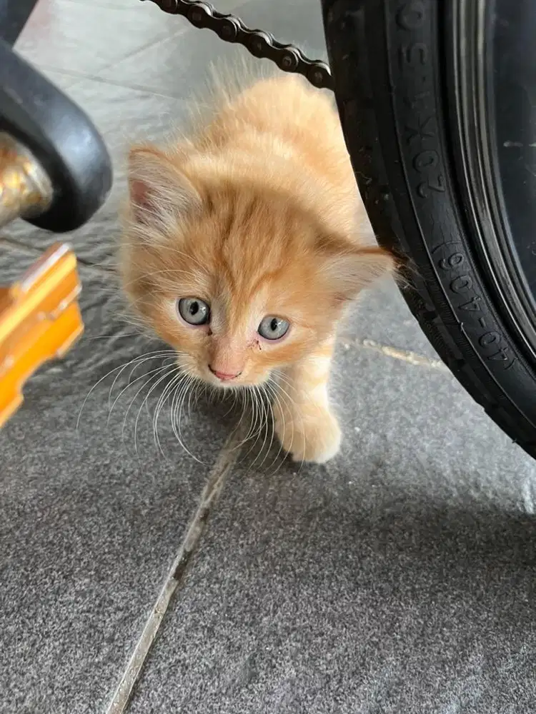 Anakan  , induk persia jantan  Persia Exotic Shorthair