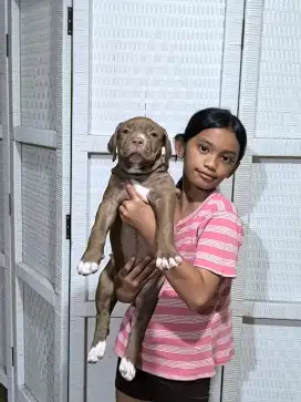 For Sale puppy APBT