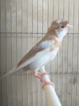 Kenari Spanish Timbrado x Gloster Corona Jantan