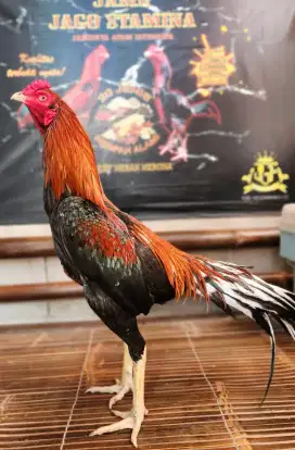 Ayam bangkok klassik super mewah tulangan kasarr