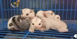 sugar glider joy 1bulan 7ekor