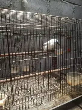 Dijual burung jalak
