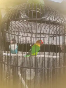 Burung lovebird