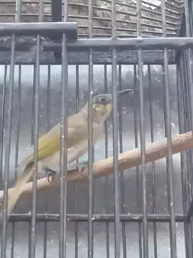 Burung C.kombo muda
