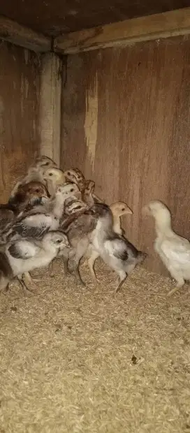 Ayam kampung asli