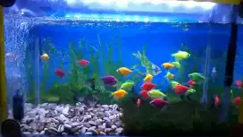 Aquarium / akuarium