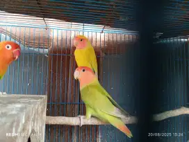 Lovebird non klep
