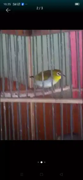 Burung Bustomi aman Voer