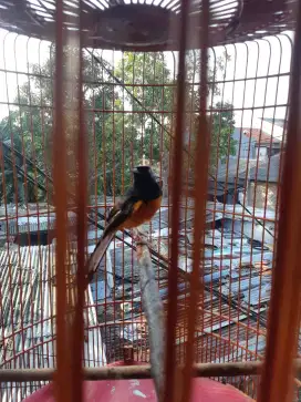 Jual murai pastol