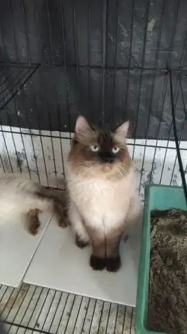 Kucing Himalaya