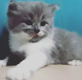 Kucing kitten persia & anggora