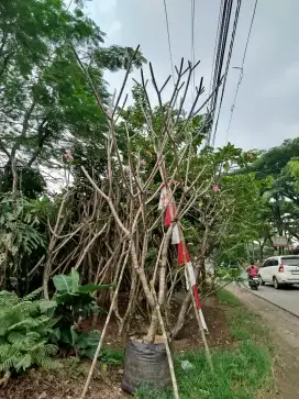 Kamboja Bali threcolor merah tua